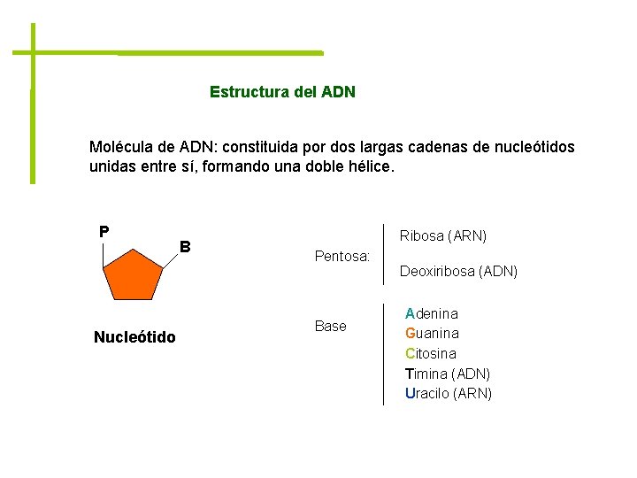 Estructura del ADN Molécula de ADN: constituida por dos largas cadenas de nucleótidos unidas