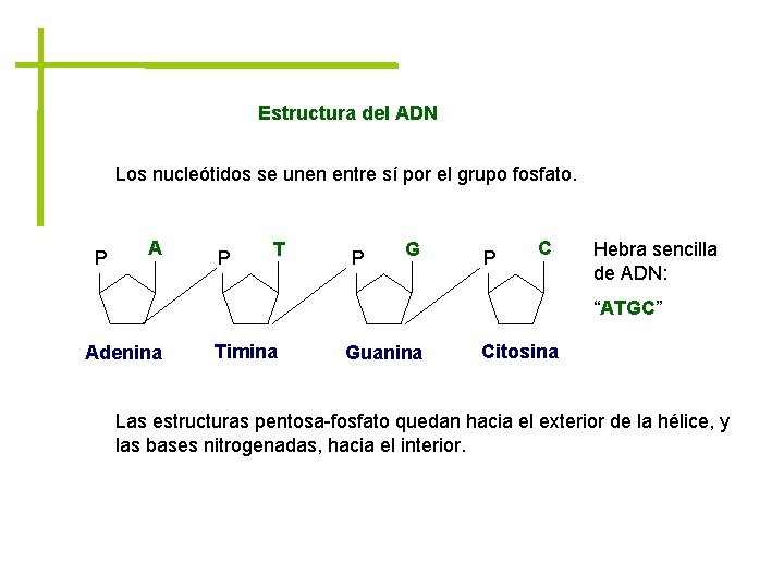 Estructura del ADN Los nucleótidos se unen entre sí por el grupo fosfato. P