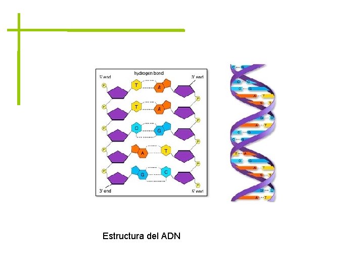 Estructura del ADN 