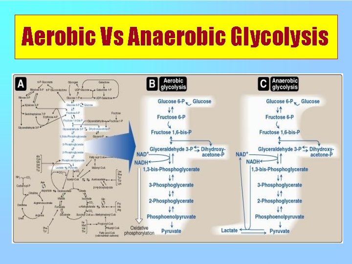 Aerobic Vs Anaerobic Glycolysis 