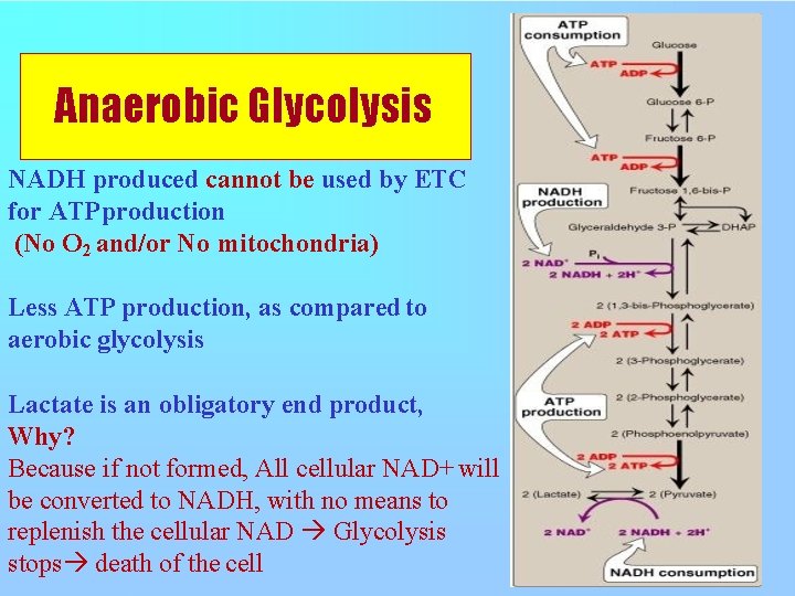 Anaerobic Glycolysis NADH produced cannot be used by ETC for ATP production (No O