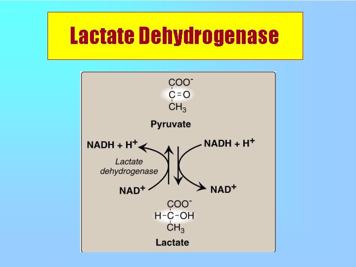 Lactate Dehydrogenase 