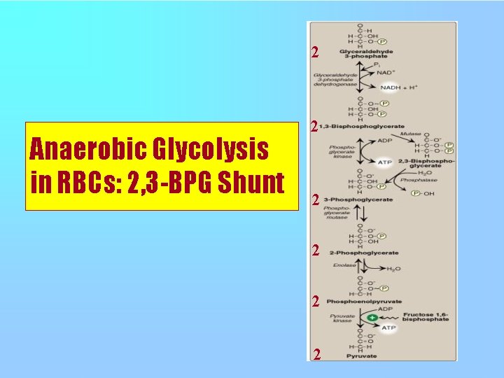 2 Anaerobic Glycolysis in RBCs: 2, 3 -BPG Shunt 2 2 2 