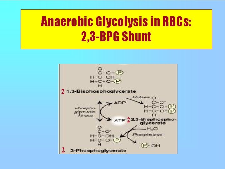 Anaerobic Glycolysis in RBCs: 2, 3 -BPG Shunt 2 2 2 
