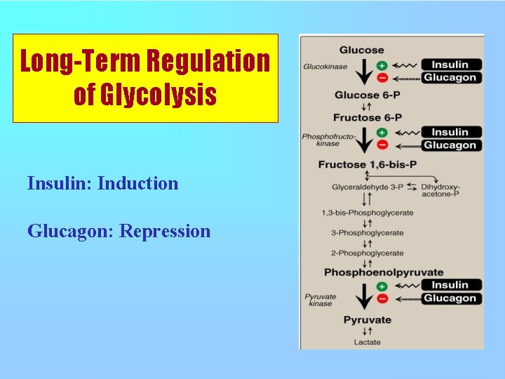 Long-Term Regulation of Glycolysis Insulin: Induction Glucagon: Repression 