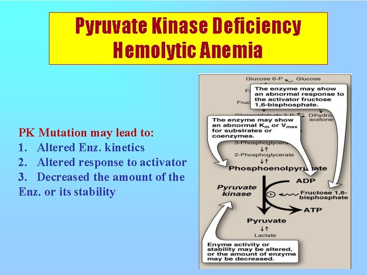 Pyruvate Kinase Deficiency Hemolytic Anemia PK Mutation may lead to: 1. Altered Enz. kinetics