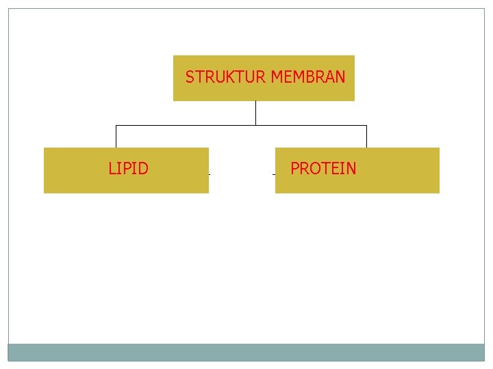 STRUKTUR MEMBRAN LIPID PROTEIN 