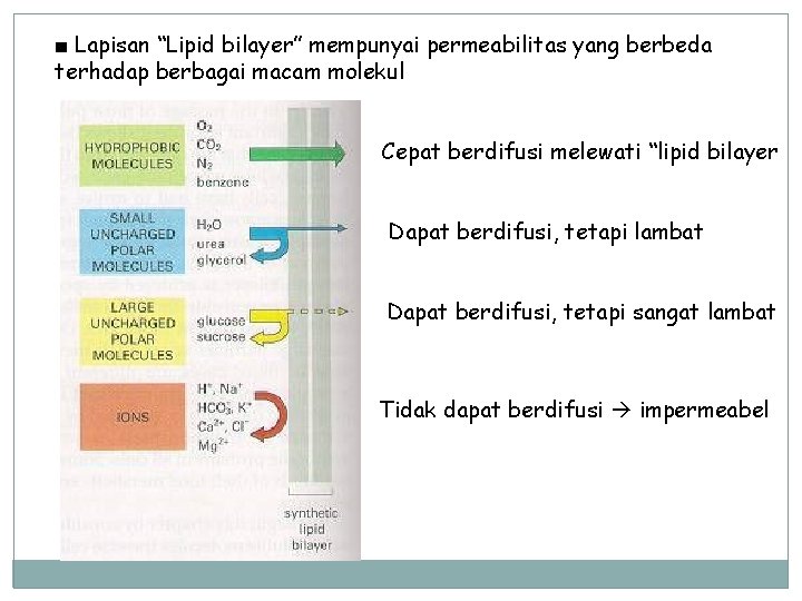 ■ Lapisan “Lipid bilayer” mempunyai permeabilitas yang berbeda terhadap berbagai macam molekul Cepat berdifusi