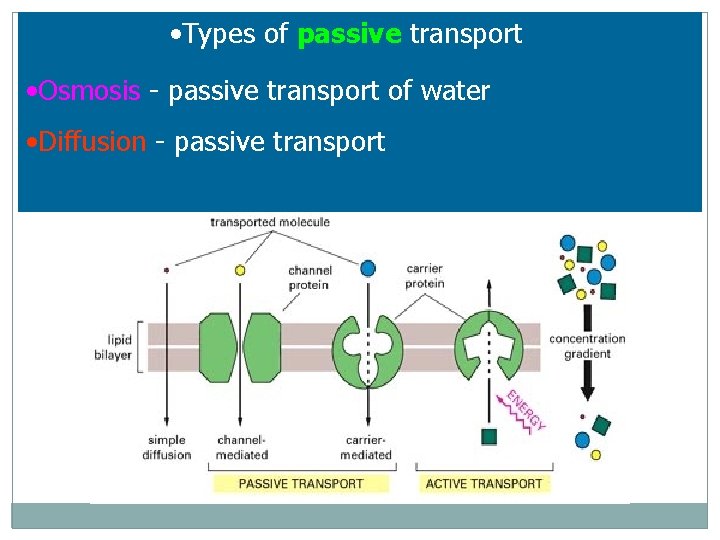  • Types of passive transport • Osmosis - passive transport of water •