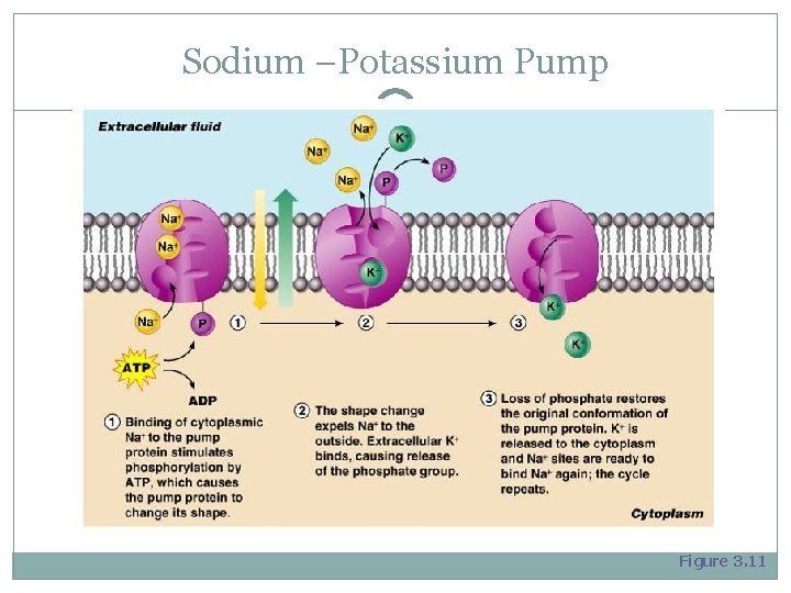 Sodium –Potassium Pump Figure 3. 11 