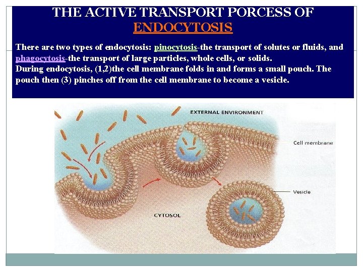THE ACTIVE TRANSPORT PORCESS OF ENDOCYTOSIS There are two types of endocytosis: pinocytosis-the transport