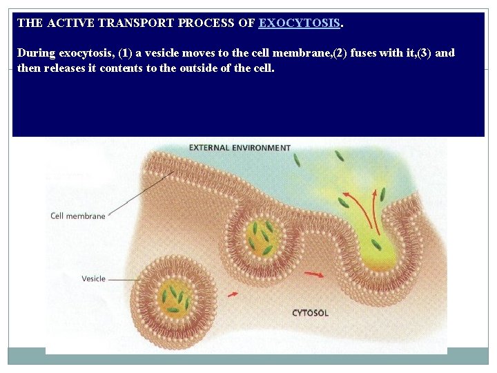 THE ACTIVE TRANSPORT PROCESS OF EXOCYTOSIS. During exocytosis, (1) a vesicle moves to the