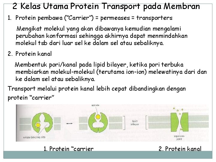 2 Kelas Utama Protein Transport pada Membran 1. Protein pembawa (“Carrier”) = permeases =