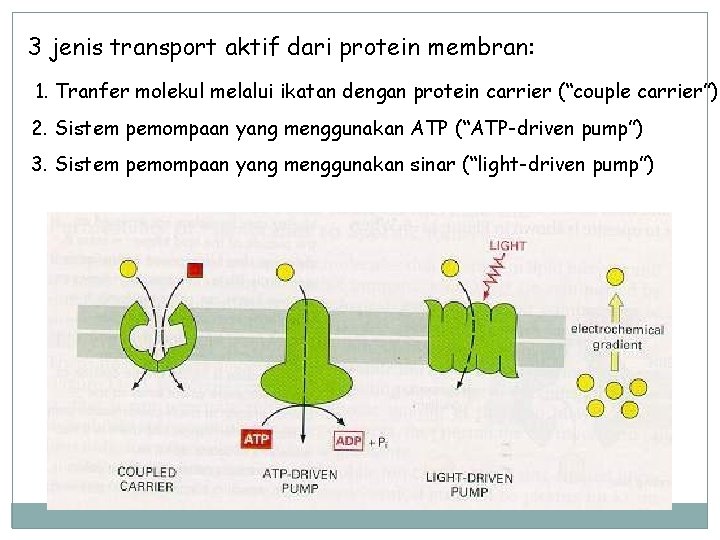 3 jenis transport aktif dari protein membran: 1. Tranfer molekul melalui ikatan dengan protein