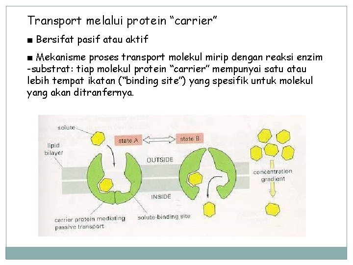 Transport melalui protein “carrier” ■ Bersifat pasif atau aktif ■ Mekanisme proses transport molekul