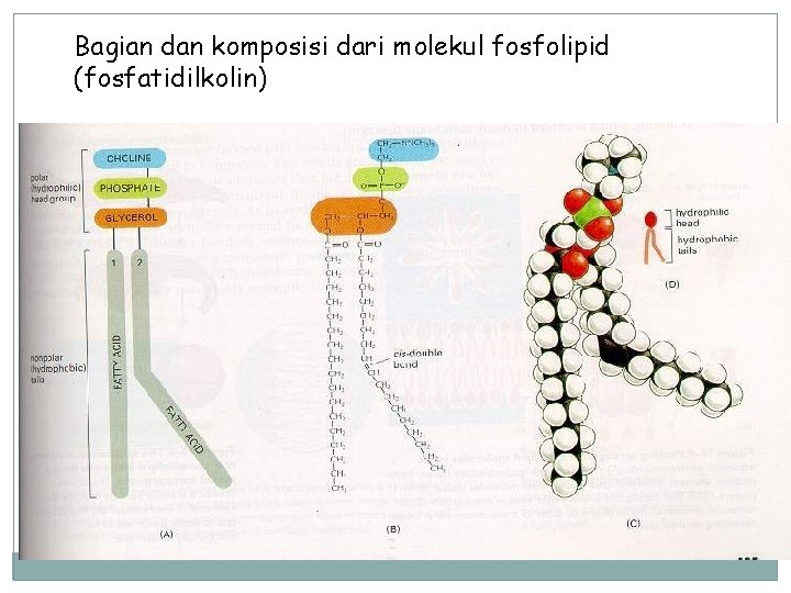 Bagian dan komposisi dari molekul fosfolipid (fosfatidilkolin) 
