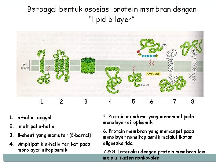 Berbagai bentuk asosiasi protein membran dengan “lipid bilayer” 1 2 3 1. α–helix tunggal