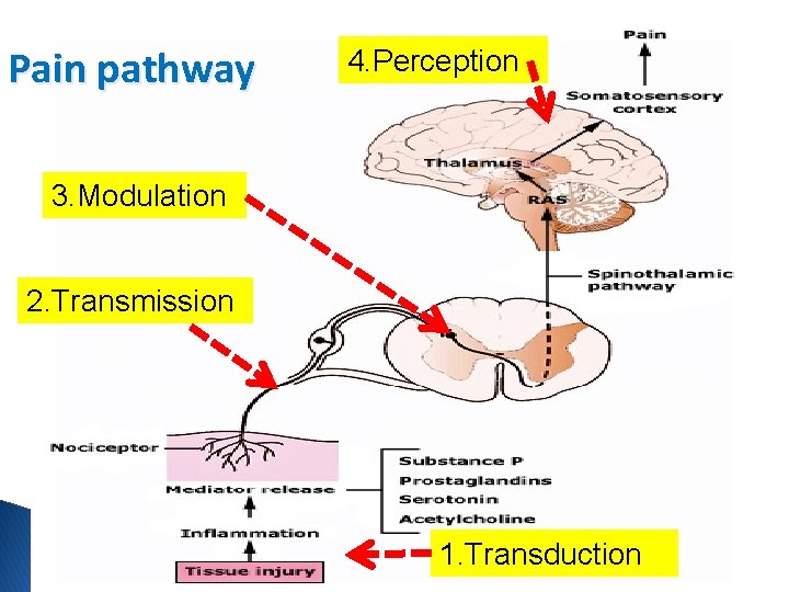 Pain pathway 4. Perception 3. Modulation 2. Transmission 1. Transduction 