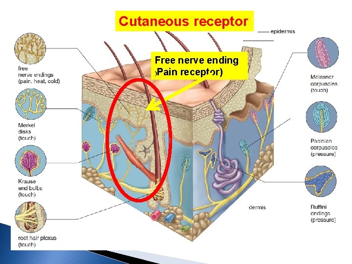 Cutaneous receptor Free nerve ending )Pain receptor) 