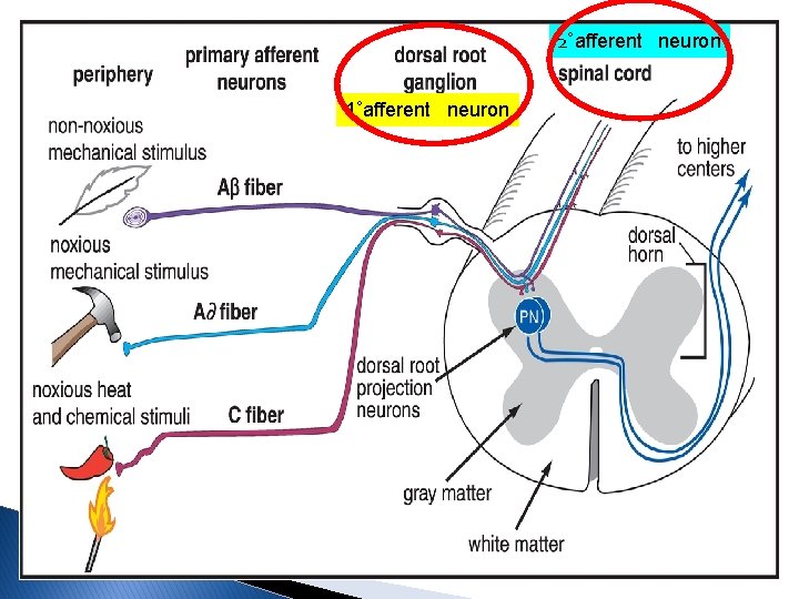 2˚afferent neuron 1˚afferent neuron 