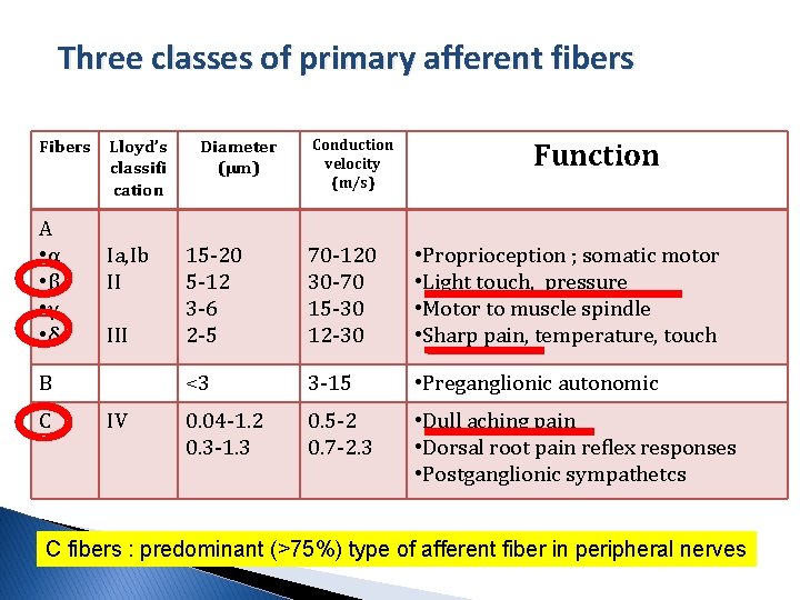 Three classes of primary afferent fibers Fibers A • α • β • γ