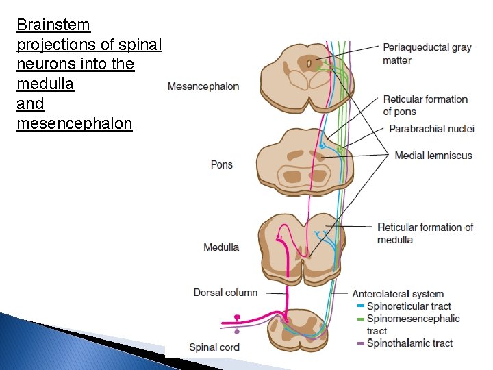 Brainstem projections of spinal neurons into the medulla and mesencephalon 