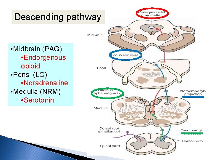 Descending pathway • Midbrain (PAG) • Endorgenous opioid • Pons (LC) • Noradrenaline •