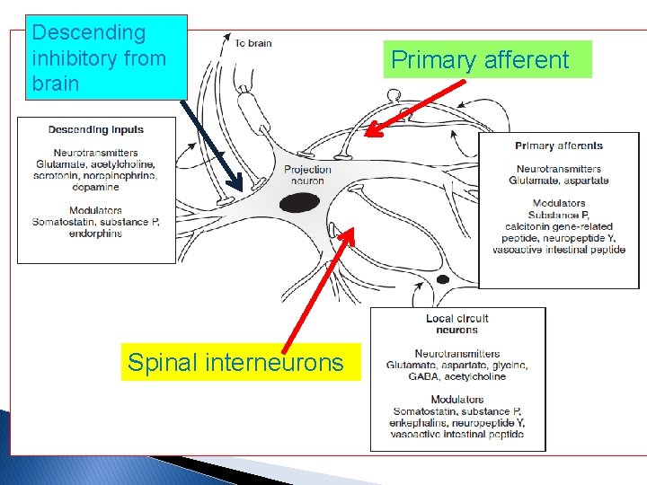 Descending inhibitory from brain Primary afferent . Spinal interneurons 