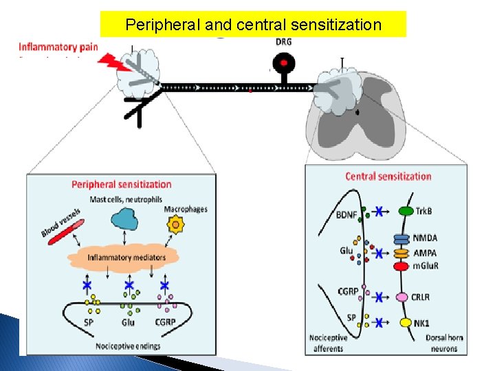 Peripheral and central sensitization 