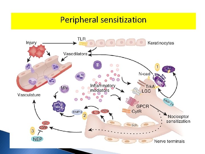 Peripheral sensitization 