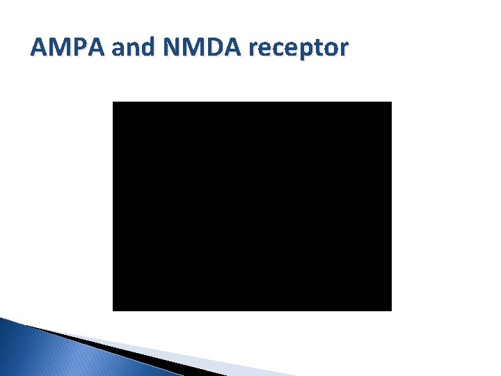 AMPA and NMDA receptor 