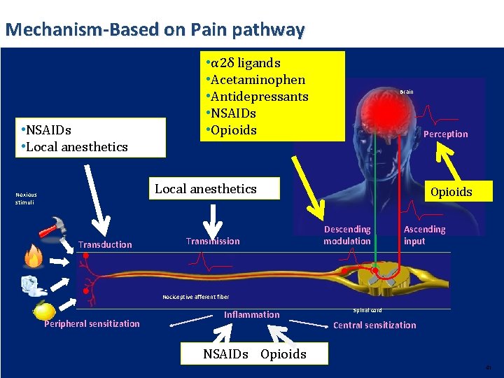 Mechanism-Based on Pain pathway • NSAIDs • Local anesthetics • α 2δ ligands •