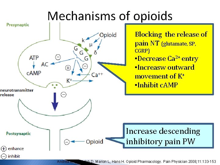 Mechanisms of opioids Blocking the release of pain NT (glutamate, SP, CGRP) • Decrease