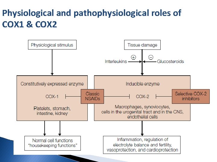 Physiological and pathophysiological roles of COX 1 & COX 2 