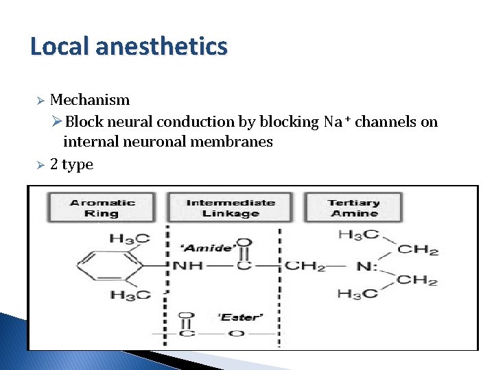 Local anesthetics Mechanism ØBlock neural conduction by blocking Na + channels on internal neuronal