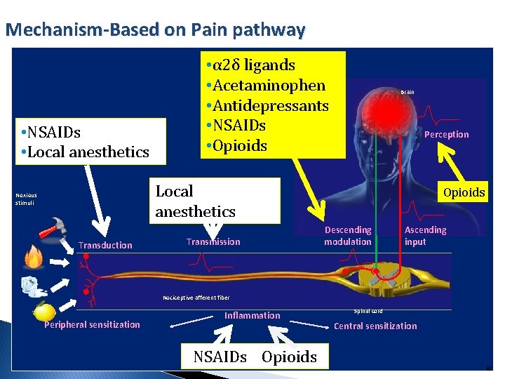 Mechanism-Based on Pain pathway • NSAIDs • Local anesthetics • α 2δ ligands •