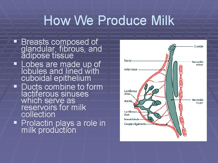 How We Produce Milk § Breasts composed of glandular, fibrous, and adipose tissue §