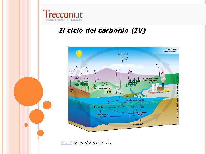 Il ciclo del carbonio (IV) Fig. 3 Ciclo del carbonio 