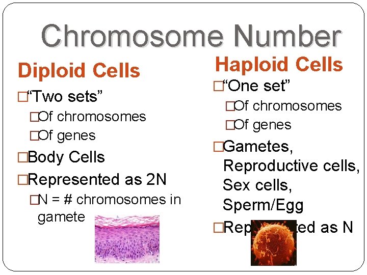 Chromosome Number Diploid Cells �“Two sets” �Of chromosomes �Of genes �Body Cells �Represented as