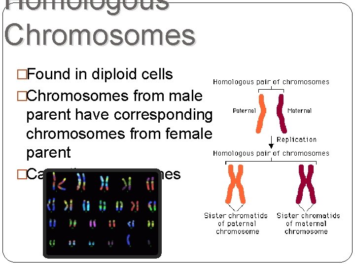 Homologous Chromosomes �Found in diploid cells �Chromosomes from male parent have corresponding chromosomes from