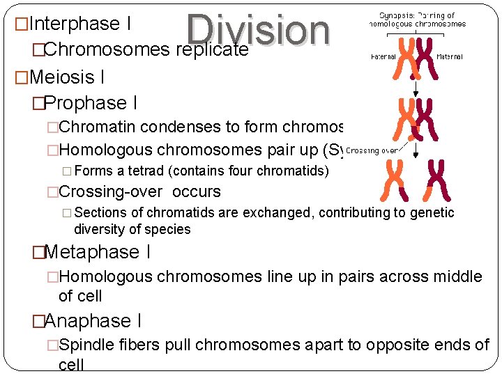 Division I �Chromosomes replicate �Interphase I �Meiosis I �Prophase I �Chromatin condenses to form