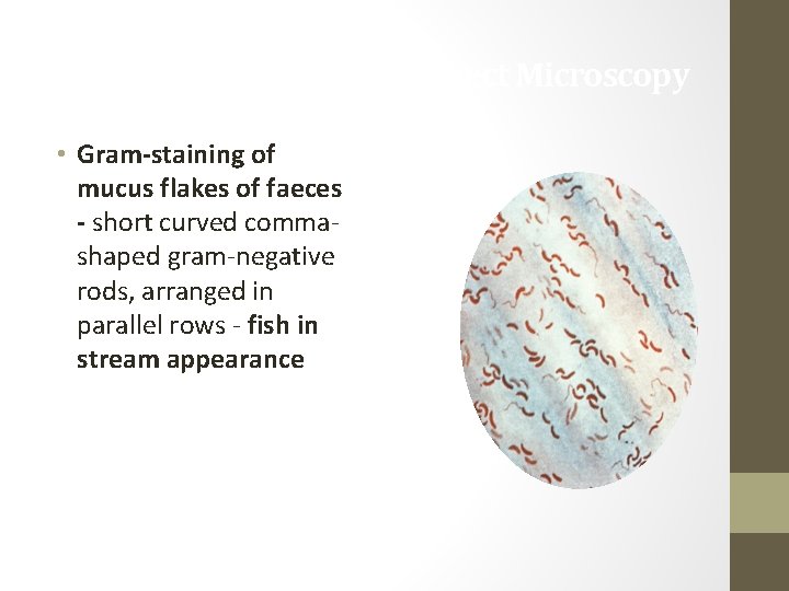 Direct Microscopy • Gram-staining of mucus flakes of faeces - short curved commashaped gram-negative