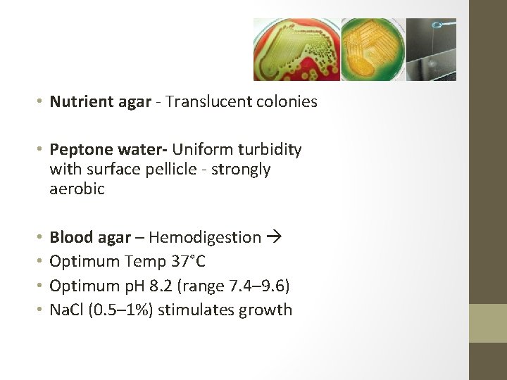 Culture • Nutrient agar - Translucent colonies • Peptone water- Uniform turbidity with surface