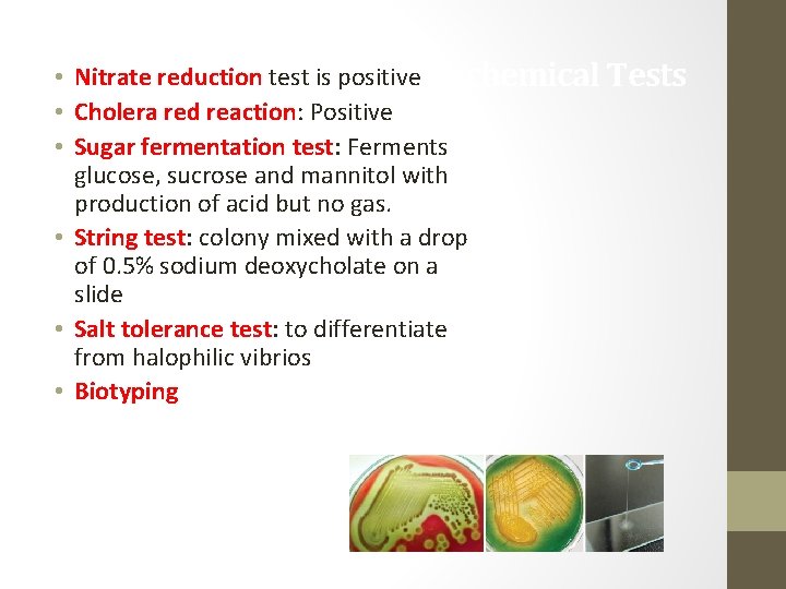  • Nitrate reduction test is positive. Biochemical Tests • Cholera red reaction: Positive