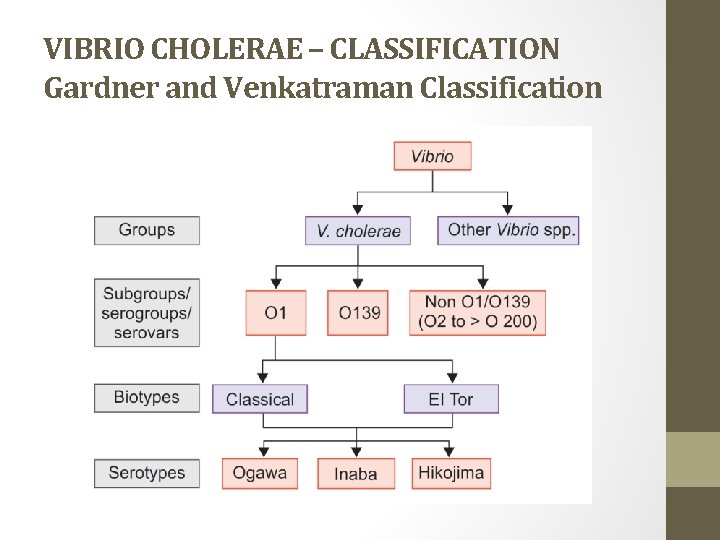 VIBRIO CHOLERAE – CLASSIFICATION Gardner and Venkatraman Classification 