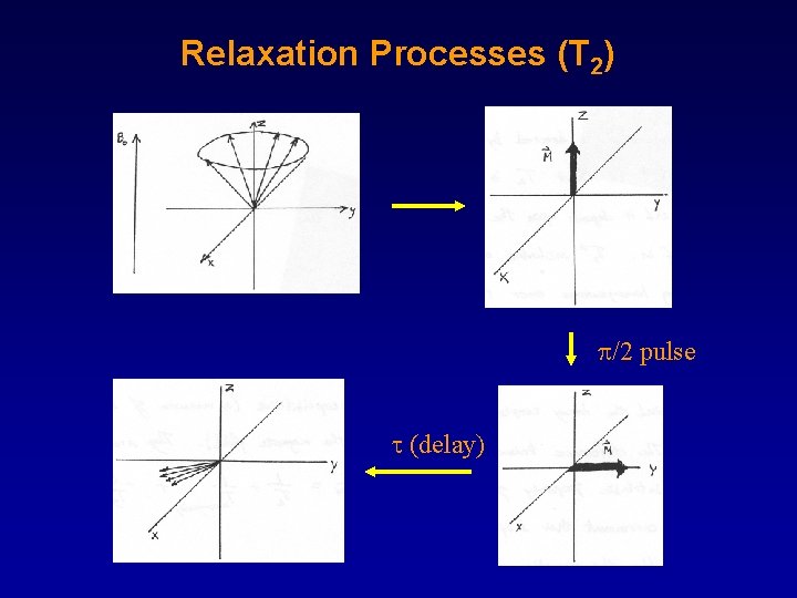 Relaxation Processes (T 2) /2 pulse (delay) 