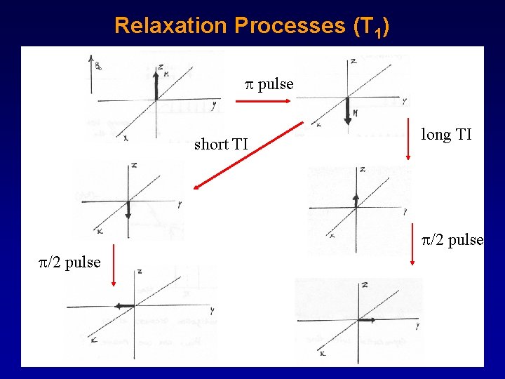 Relaxation Processes (T 1) pulse short TI long TI /2 pulse 