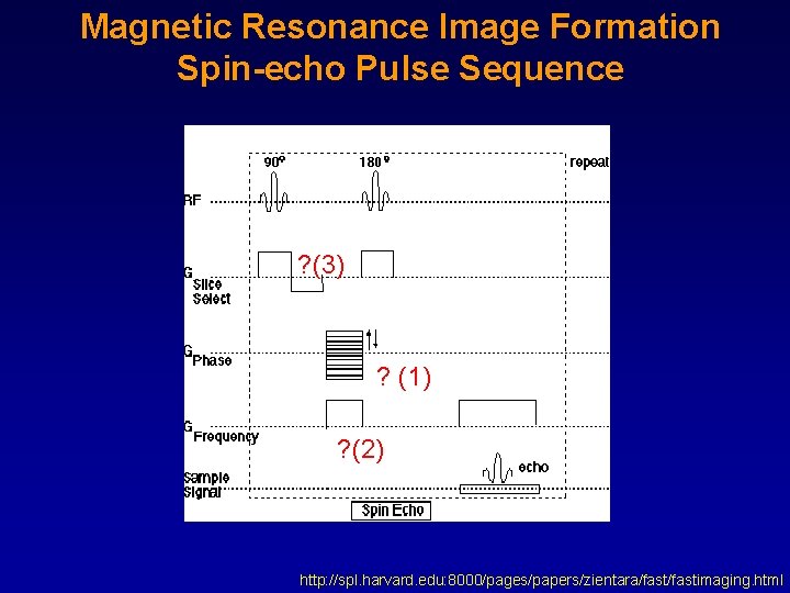 Magnetic Resonance Image Formation Spin-echo Pulse Sequence ? (3) ? (1) ? (2) http: