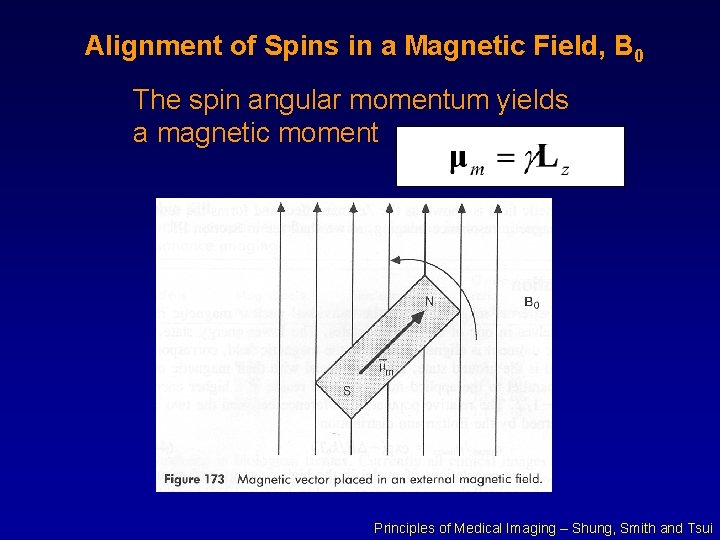 Alignment of Spins in a Magnetic Field, B 0 The spin angular momentum yields