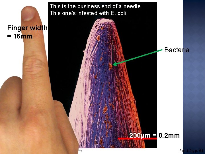This is the business end of a needle. This one’s infested with E. coli.